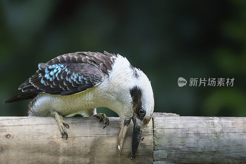 笑翠鸟 (Dacelo novaeguineae)